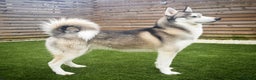 Siberian Husky dogs for stud: DANAMELI TITAN KING - Proven Health Tested Stud in Glasgow - Advert 2