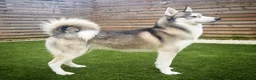 Siberian Husky dogs for stud: DANAMELI TITAN KING - Proven Health Tested Stud in Glasgow - Advert 2