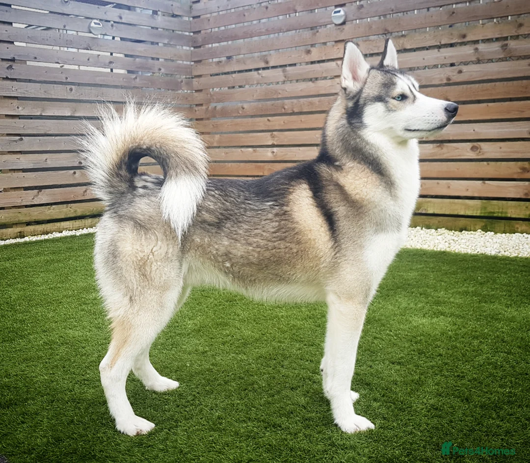 Siberian Husky dogs for stud: DANAMELI TITAN KING - Proven Health Tested Stud in Glasgow - Advert 2