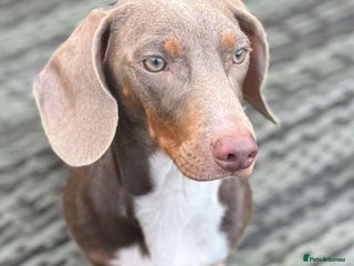 Miniature Dachshund dogs in Sunderland - Advert 19