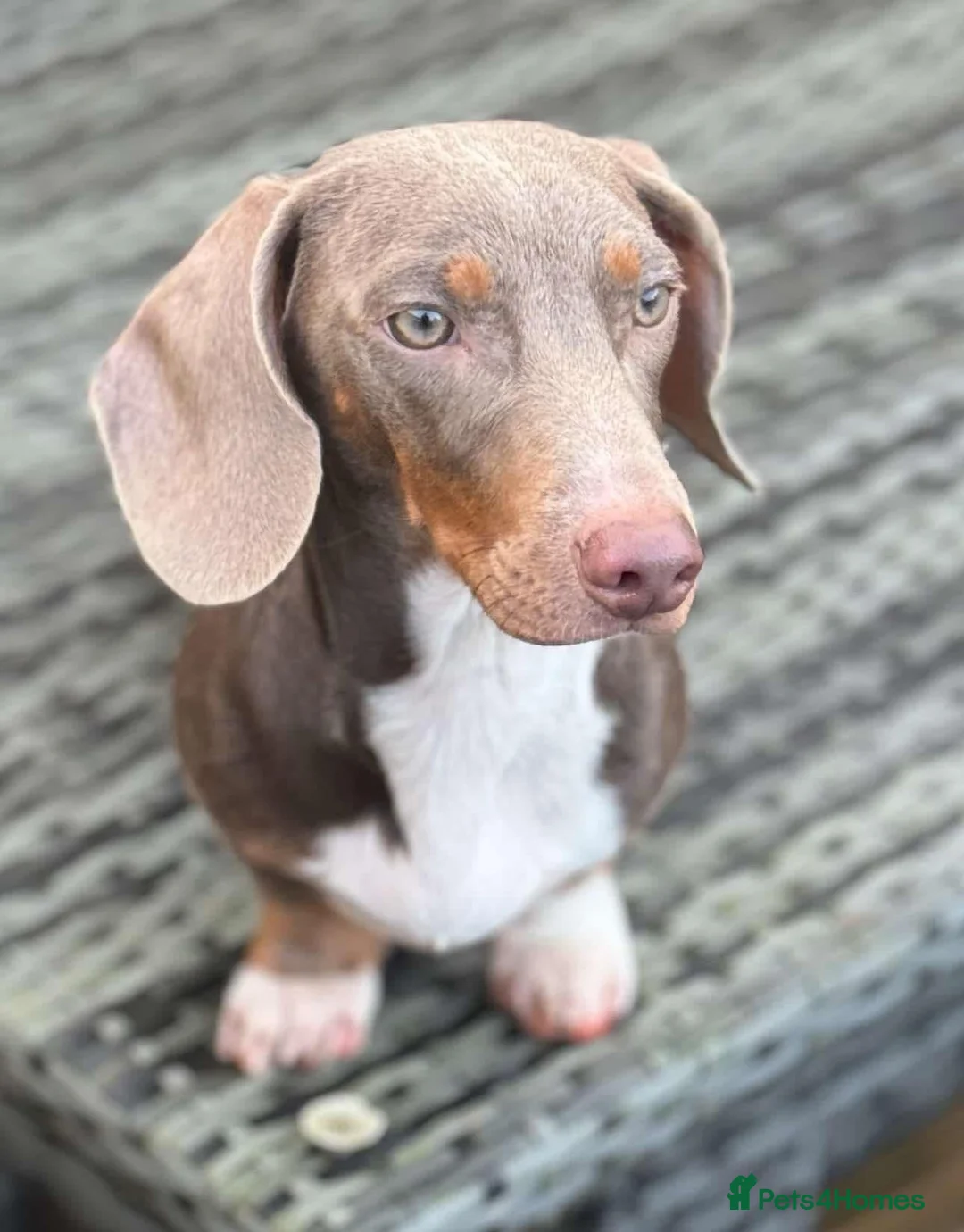 Miniature Dachshund dogs for stud: ISABELLA AND TAN TUXEDO MINIATURE DACHSHUND in Sunderland - Advert 1