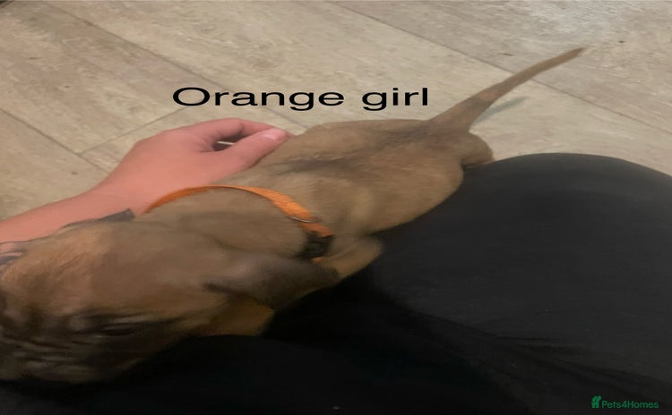 Mixed Breed dogs - Advert 5