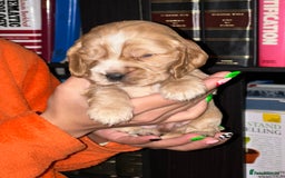 Cocker Spaniel dogs for sale: KC Stunning Golden Show-Type Cocker Spaniel  - Advert 7