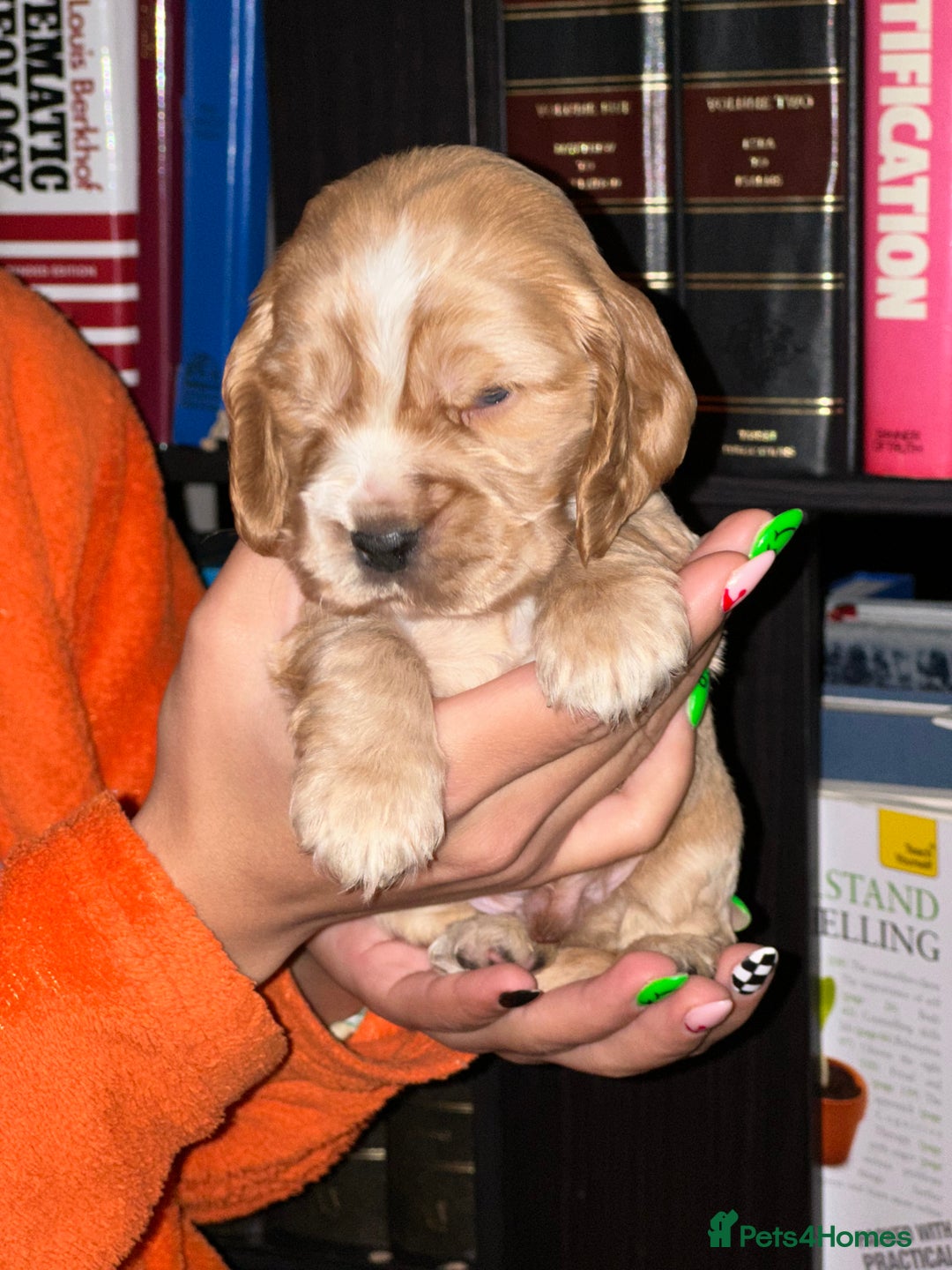 Cocker Spaniel dogs for sale: KC Stunning Golden Show-Type Cocker Spaniel  - Advert 7