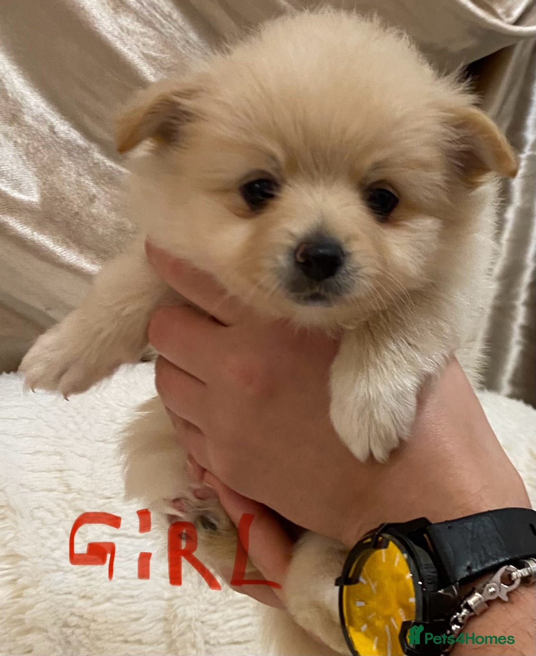 Pomeranian dogs for sale: Pomeranian puppies ready to go… - Advert 16