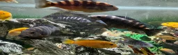 Cichlids fish for sale: Cichlids in Exmouth - Advert 2