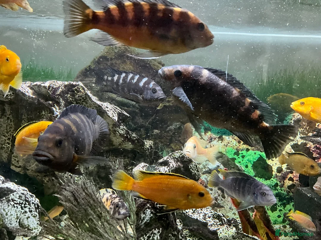 Cichlids fish for sale: Cichlids in Exmouth - Advert 2