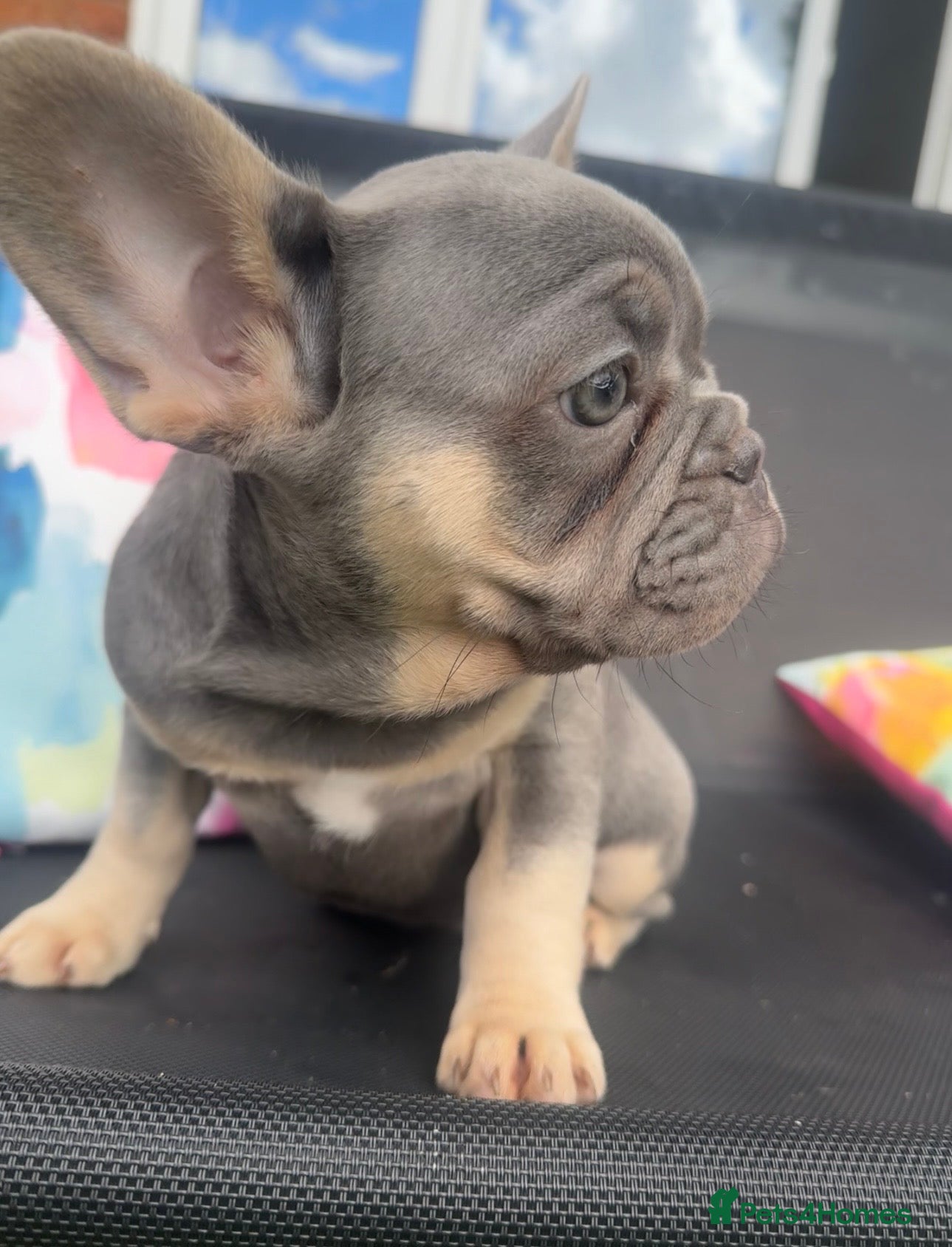 French Bulldog Puppy 2