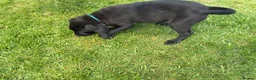 Labrador Retriever dogs for sale: 1 left boy Black Labrador Puppy for sale Cornwall  - Advert 10