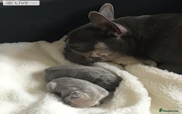 French Bulldog dogs for sale: 2 French Bulldog Puppy’s available - Image 5