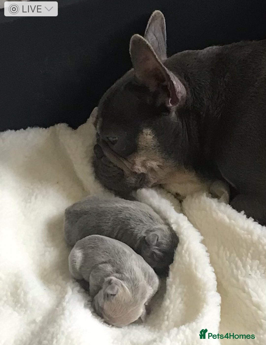 French Bulldog dogs for sale: 2 French Bulldog Puppy’s available - Image 5