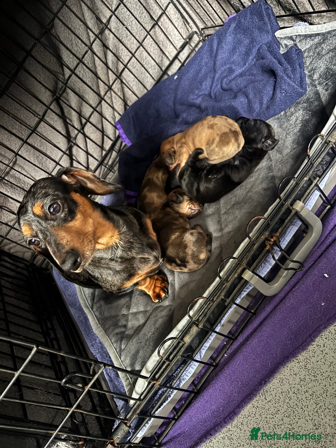 Miniature Dachshund dogs for sale: Miniature dachshunds  - Advert 9
