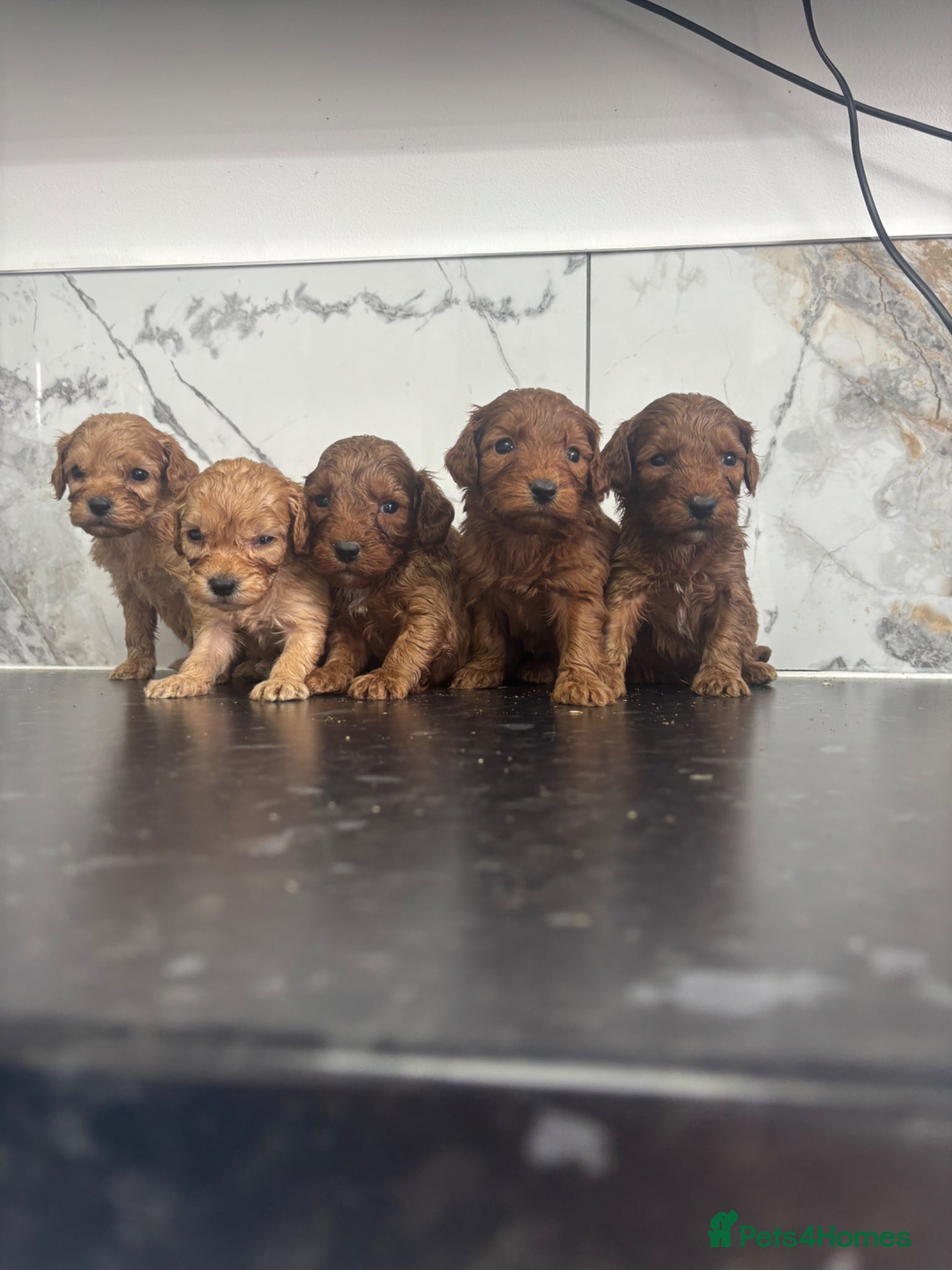 Maltipoo dogs for sale:  Fox red Quality maltipoo puppies - Advert 5