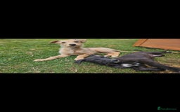 Lurcher dogs for sale: Deerhound Greyhound x deerhound Greyhound f1 - Image 25