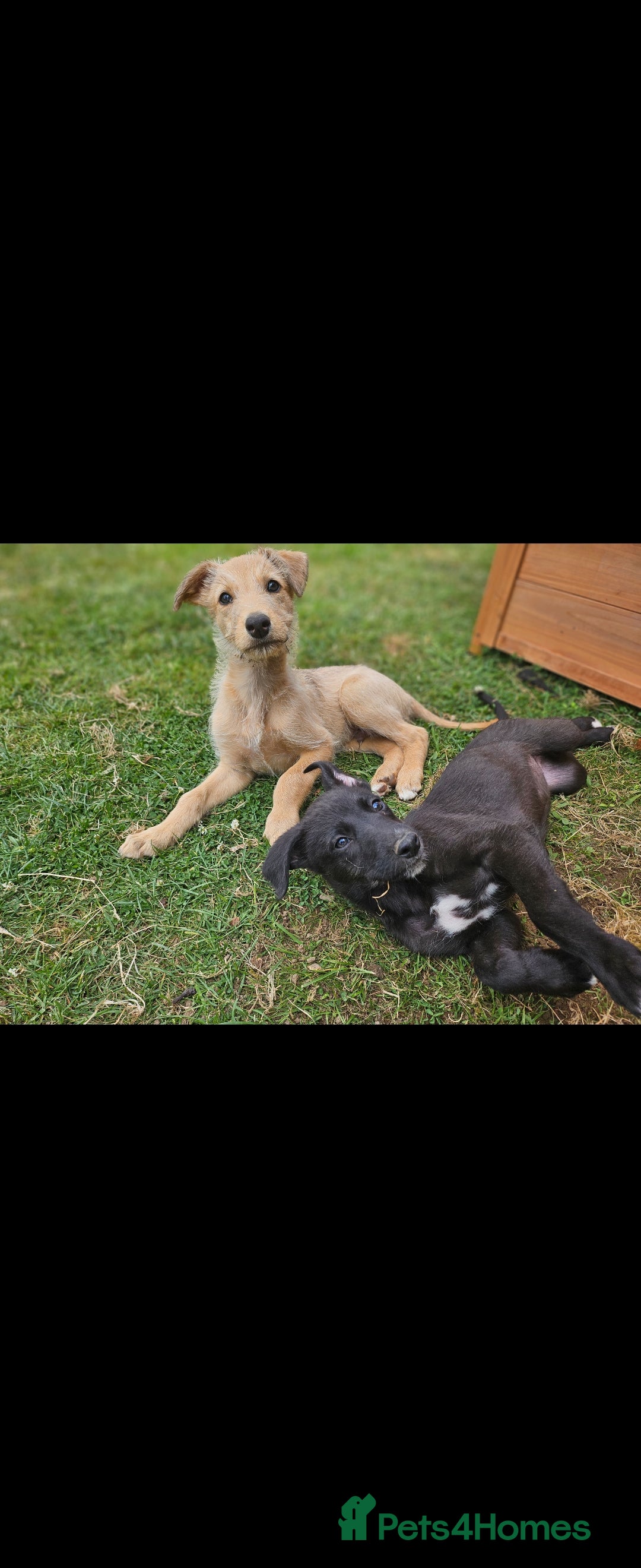 Lurcher dogs for sale: Deerhound Greyhound x deerhound Greyhound f1 - Image 25