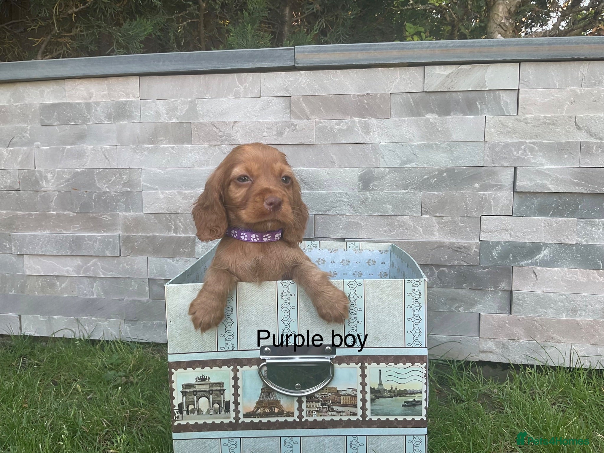 Cocker Spaniel dogs Fox red working cocker spaniels - Advert 1