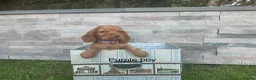 Cocker Spaniel dogs for sale: Fox red working cocker spaniels in Ingatestone - Advert 8
