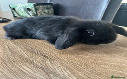Dwarf Lop rabbits for sale: Dwarf lops READY NOW - Image 16