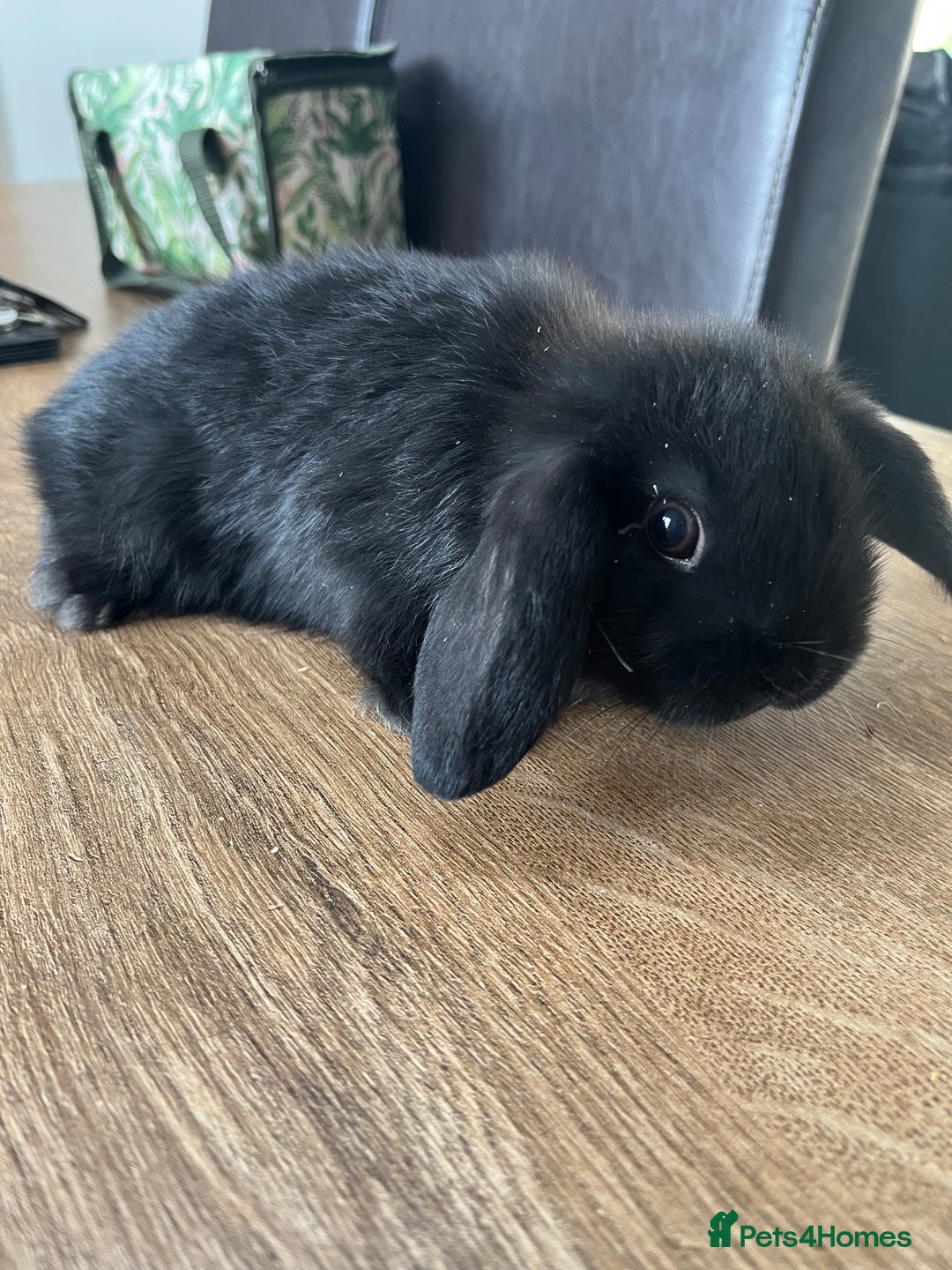 Dwarf Lop rabbits for sale: Dwarf lops READY NOW - Image 16