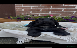 Cocker Spaniel dogs for sale: 🌟Gorgeous 100% show type cocker spaniel puppies🌟 - Image 2