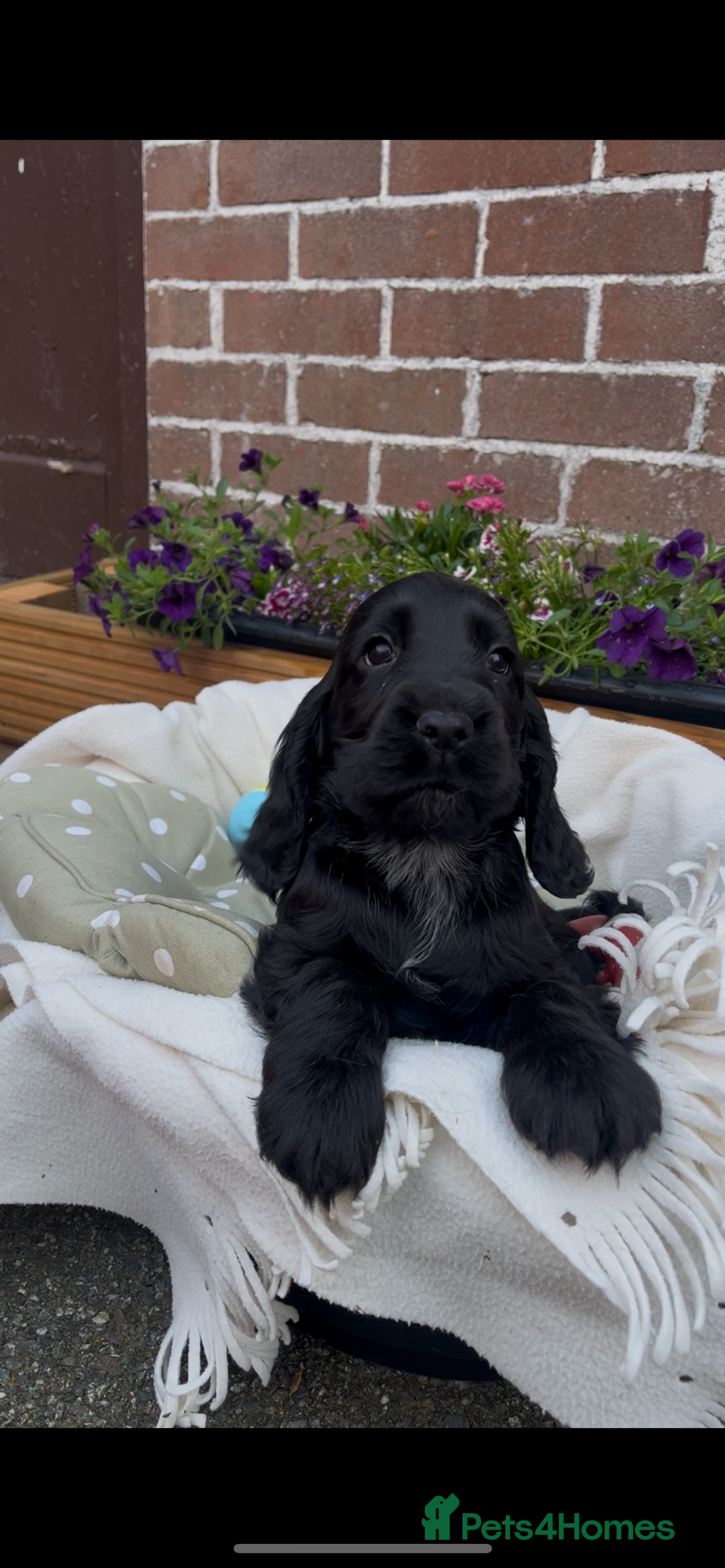 Cocker Spaniel dogs for sale: 🌟Gorgeous 100% show type cocker spaniel puppies🌟 - Image 2