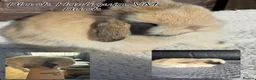 Mini Lop rabbits for sale: Mini Lops  - Advert 5
