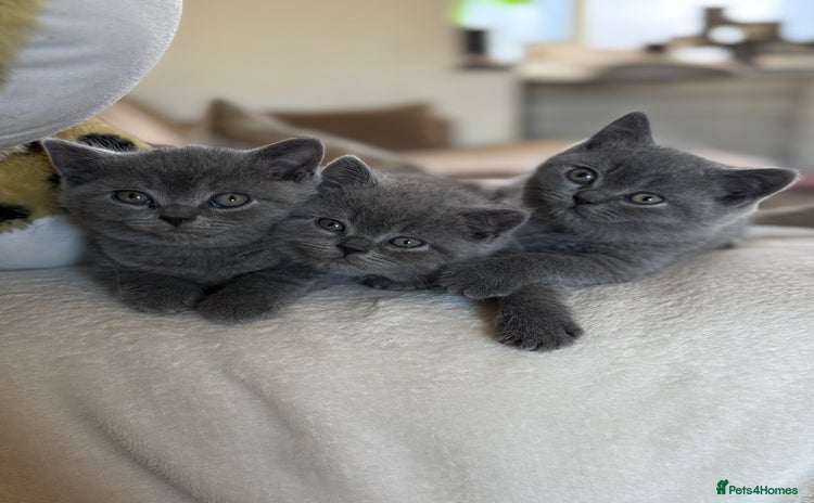 British Shorthair cats - Advert 3