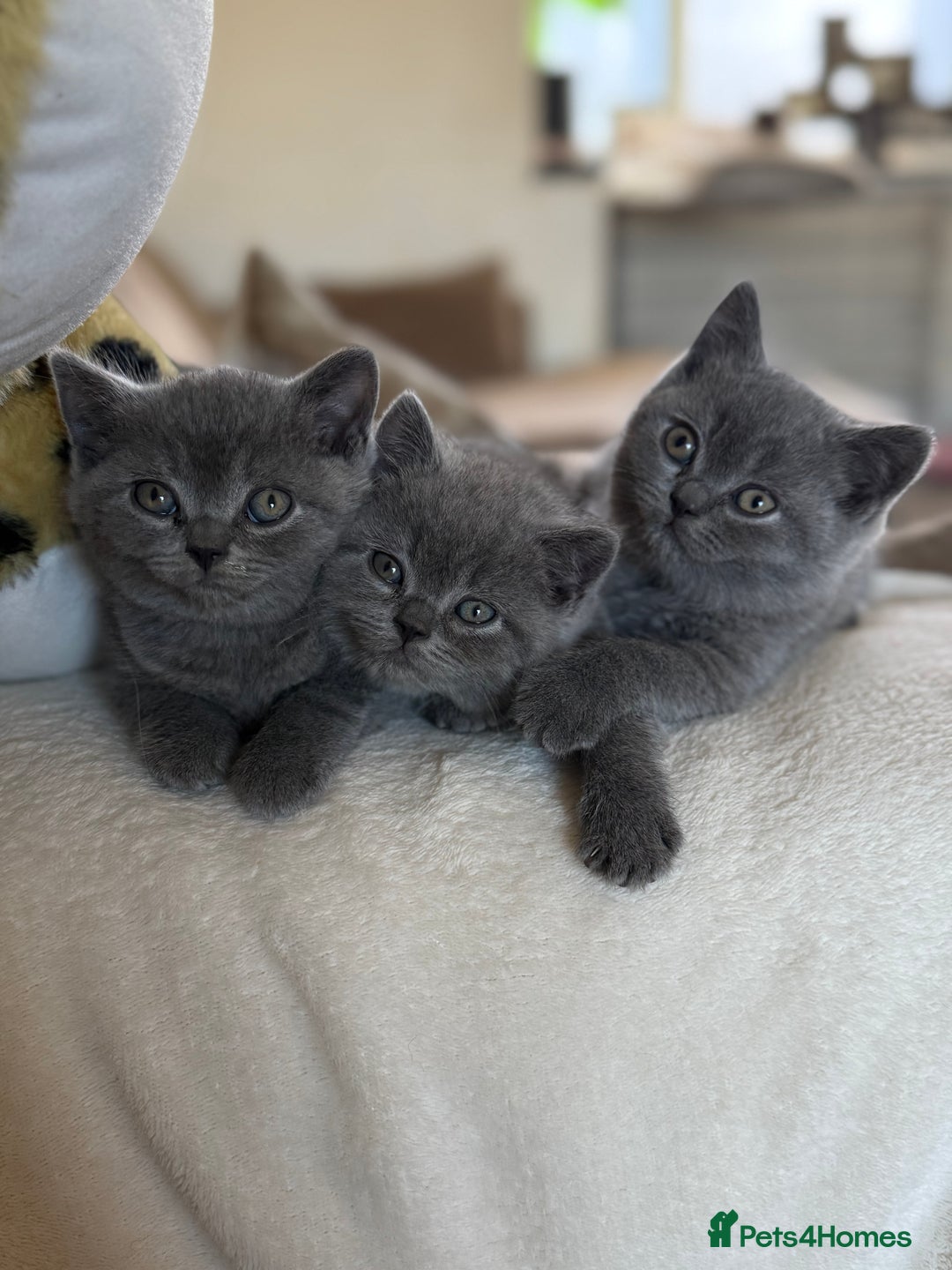 British Shorthair cats for sale: 2 male British shorthair  - Image 1