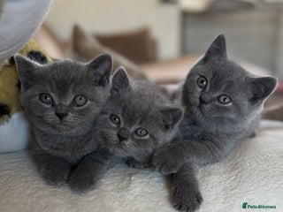 British Shorthair cats - Advert 8
