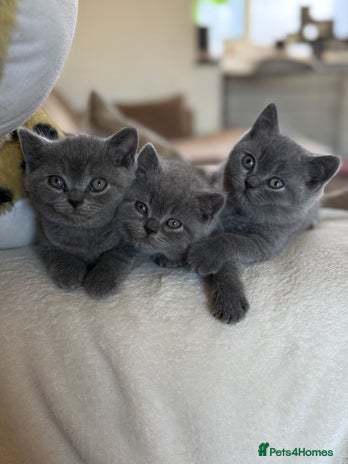 British Shorthair cats - Advert 1