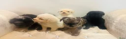 Pugapoo dogs for sale: Stunning pugapoo puppies  - Advert 10