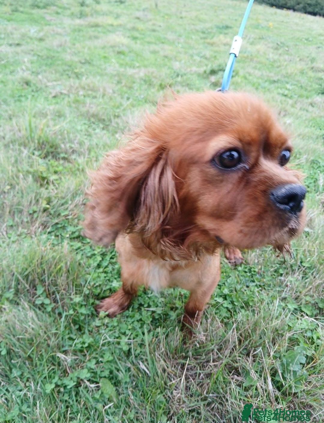 Cavapoo dogs for sale: Cavapoo for sale  - Advert 6