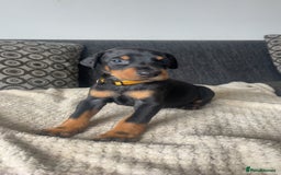 Dobermann dogs for sale: Doberman puppies  - Image 15