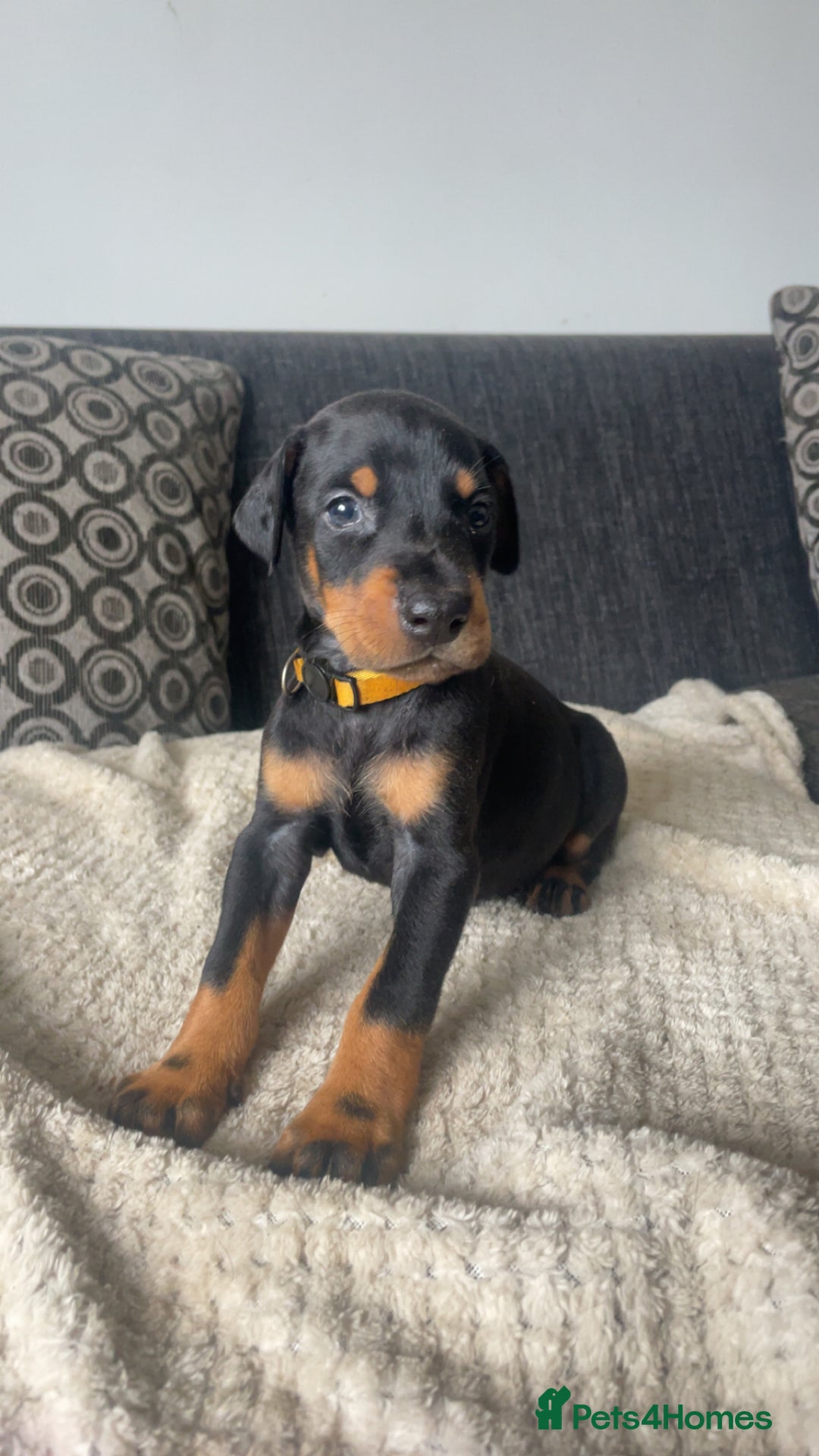 Dobermann dogs for sale: Doberman puppies  - Image 15
