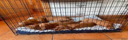 Labrador Retriever dogs for sale: STUNNING KC REG FOX RED LABRADOR PUPPIES - Advert 6