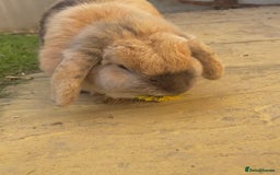French Lop rabbits for sale: Delilah  - Image 2