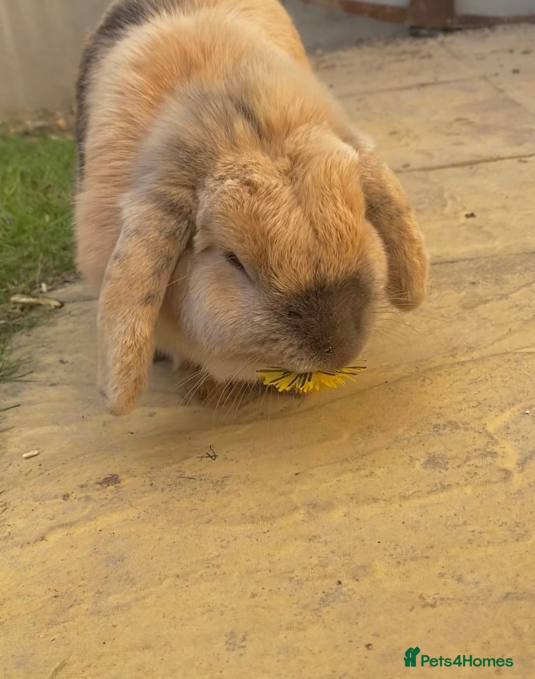 French Lop rabbits for sale: Delilah  - Image 2