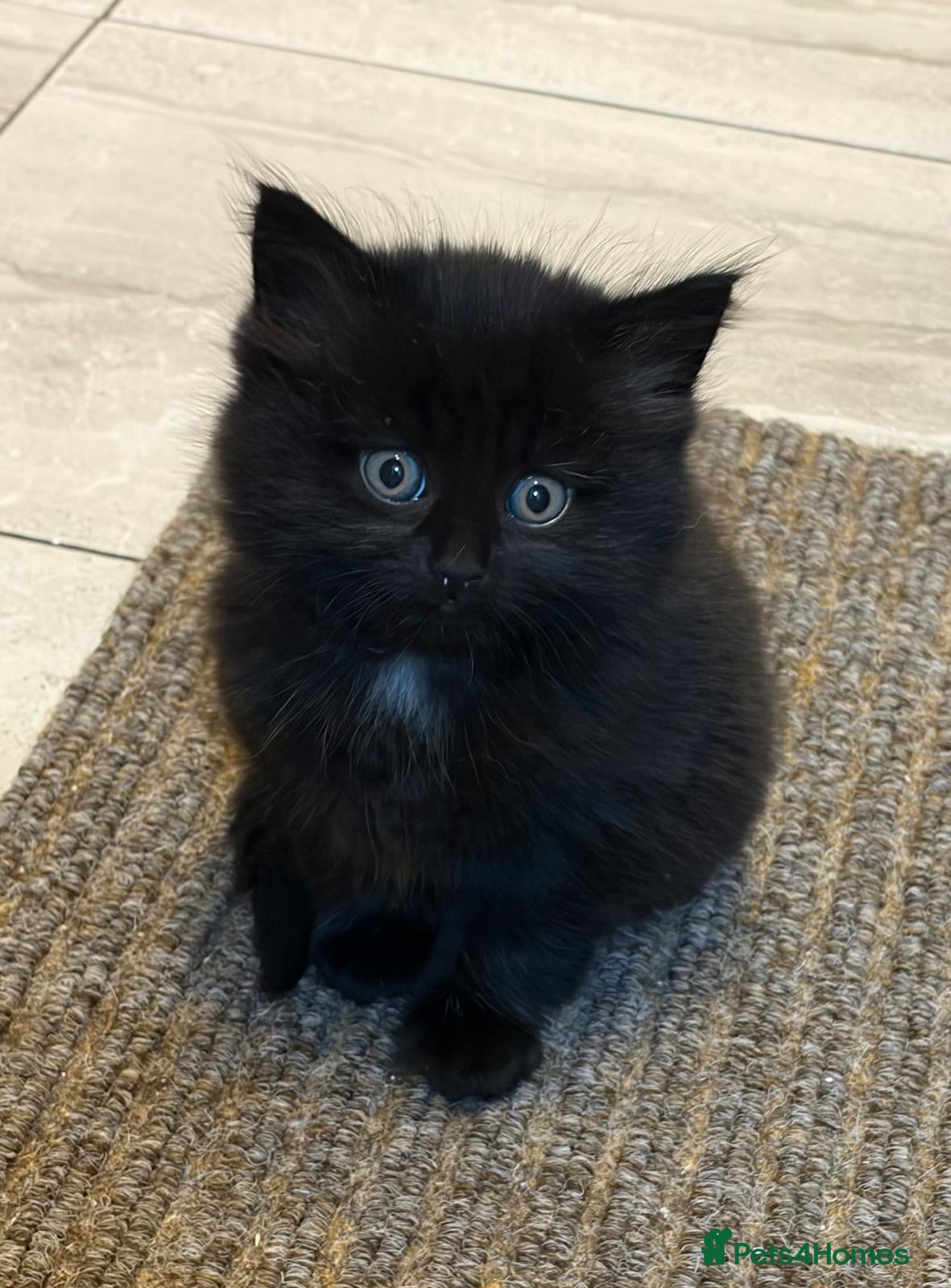 Mixed Breed cats 1 fluffy black girl is looking for a home - Advert 3