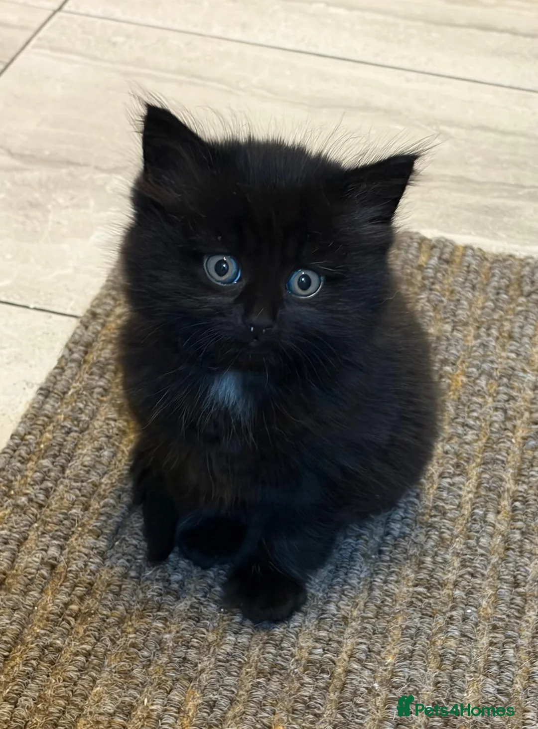 Mixed Breed cats for sale: 1 fluffy black girl is looking for a home - Advert 1