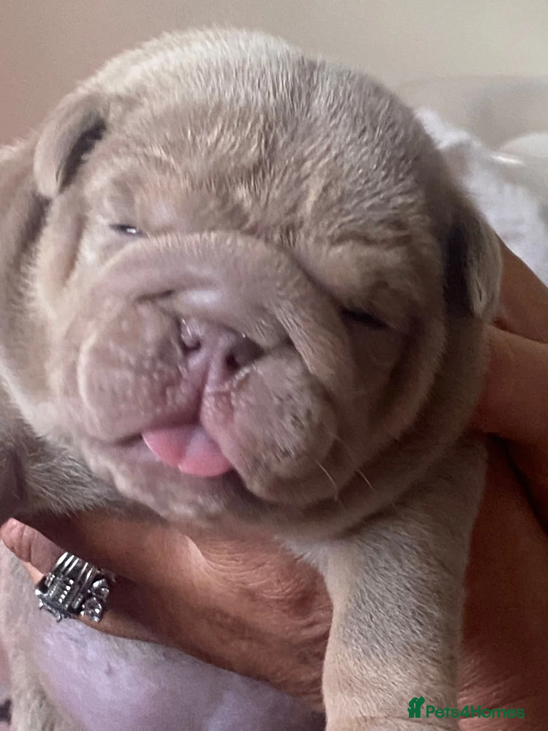 English Bulldog dogs for stud: Proven Full suit lilac and tan KC Bulldog for stud in Huddersfield - Advert 7