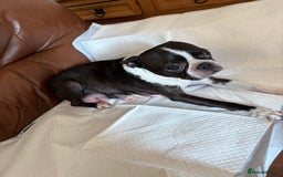 Boston Terrier dogs for sale: K.C. BEAUTIFUL BOSTON TERRIER PUPPIES - Image 16