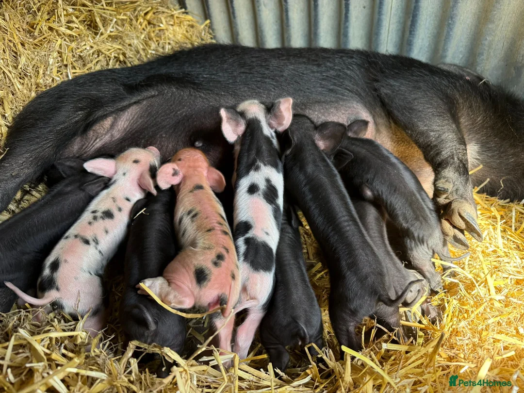 Pig livestock for sale: 🩷Do you have room in your heart for a mini pig🩷 - Advert 1
