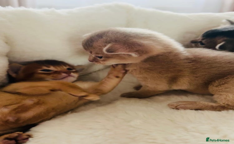Abyssinian cats - Advert 3
