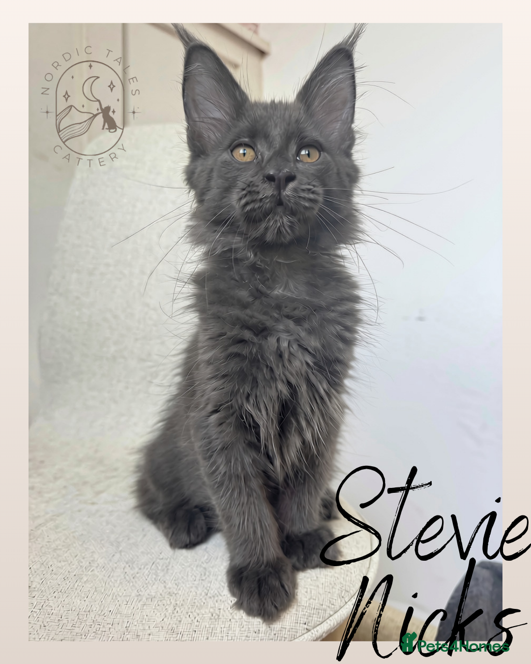 Maine Coon cats Stunning TICA Solid Blue Pedigree Kittens  - Advert 2