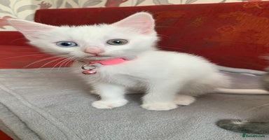 Mixed Breed cats - Advert 16