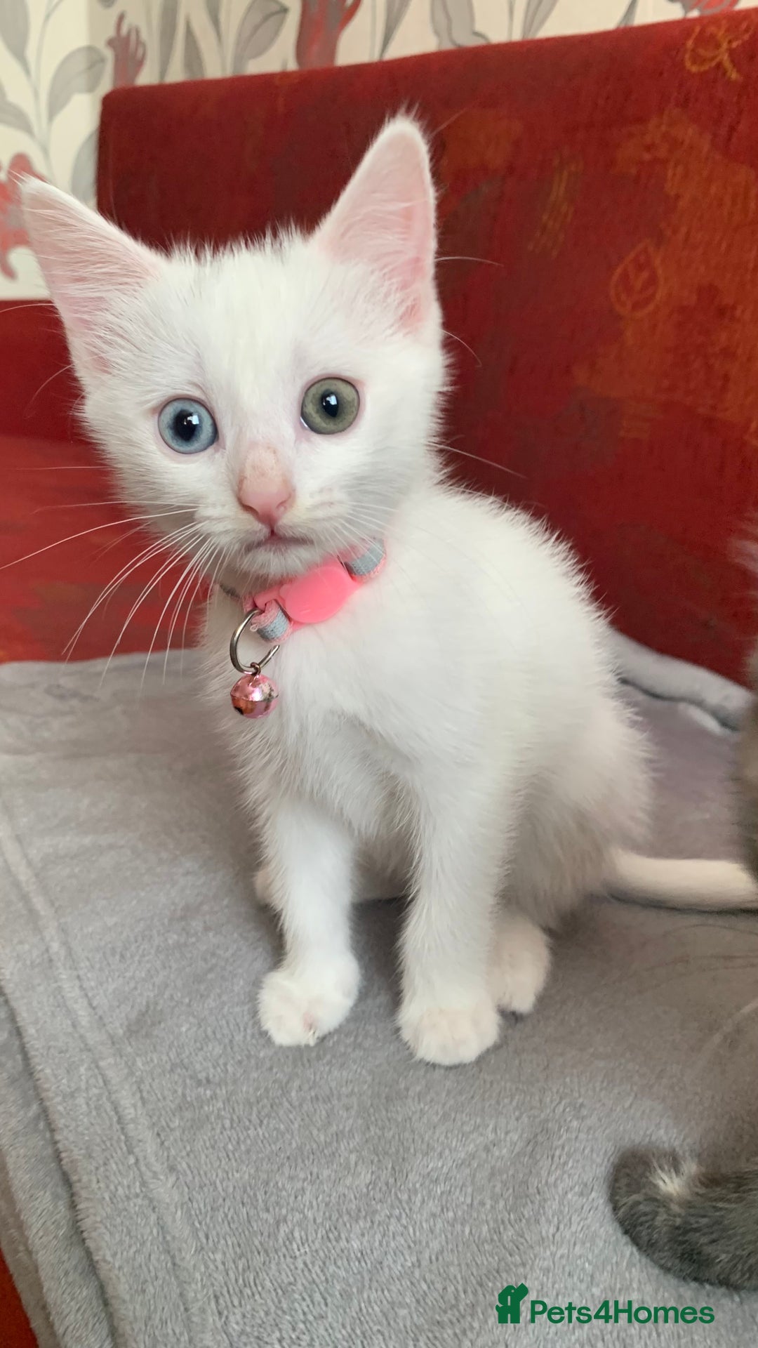 Mixed Breed cats for sale: White Gray and Ragdoll Kittens - Image 3