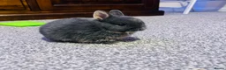 Netherland Dwarf rabbits for sale: netherland dwarf - Advert 5