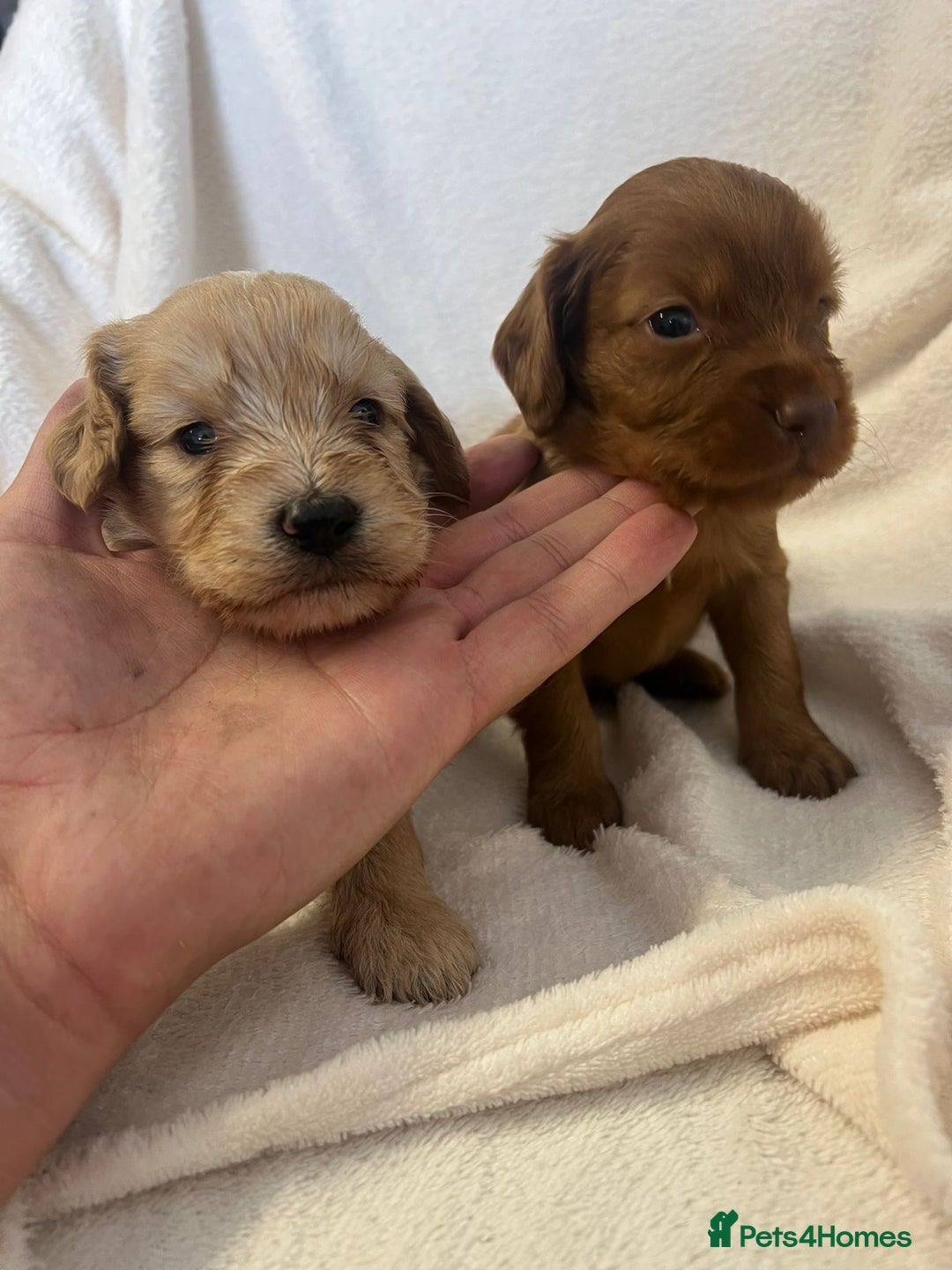 Cockapoo dogs for sale: Stunning cockapoo puppies  - Image 8