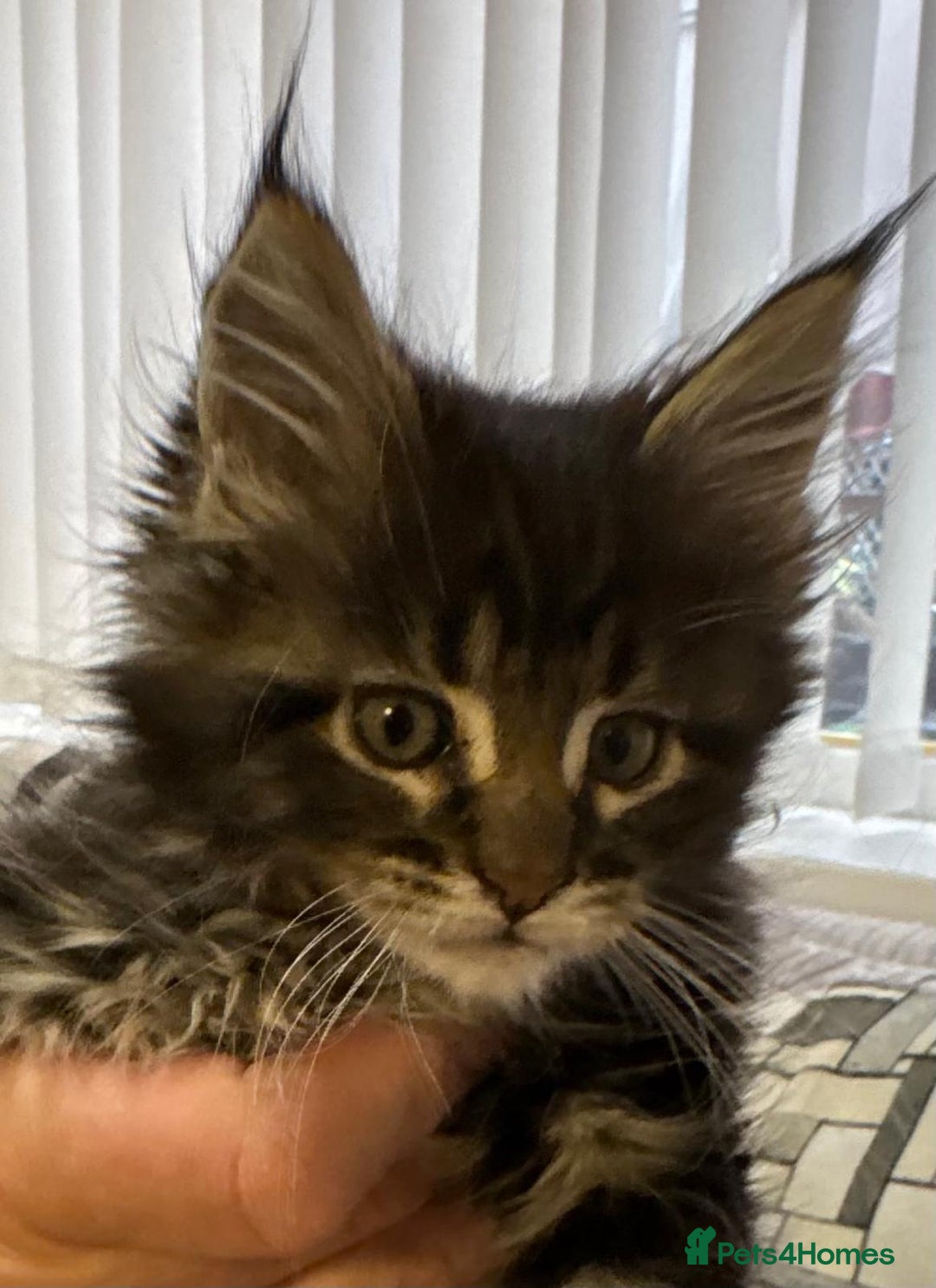 Maine Coon cats for sale: Adorable pedigree Maine coon kittens - Advert 10