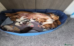 Sprocker dogs for sale: Sprocker puppies  - Image 2